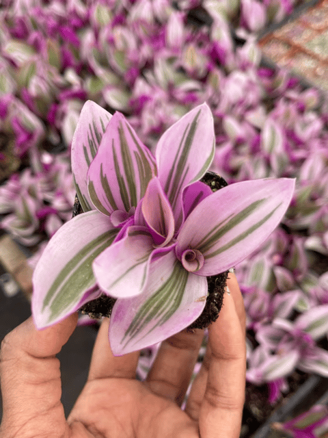 Pink Wandering Jew Plant (Bare Rooted)