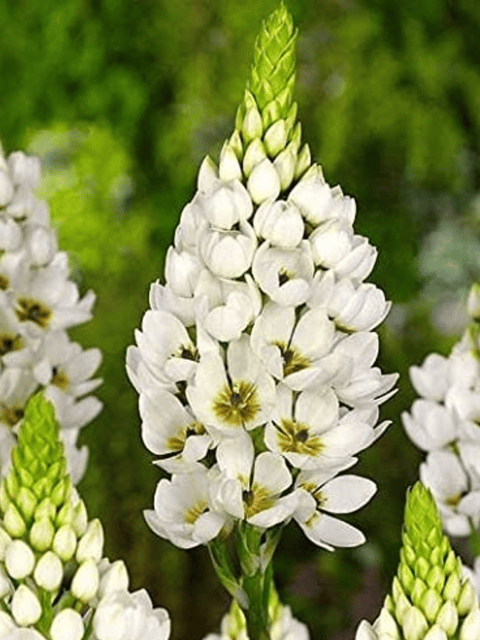 Ornithogalum Or Chincherinchee Flower Bulbs ( pack of 20 bulbs)