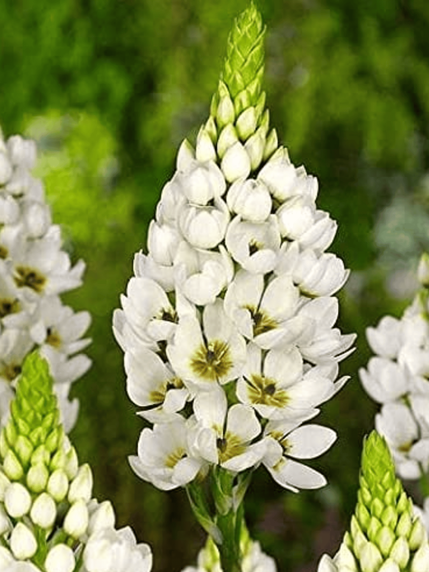 Ornithogalum Or Chincherinchee Flower Bulbs ( pack of 20 bulbs)