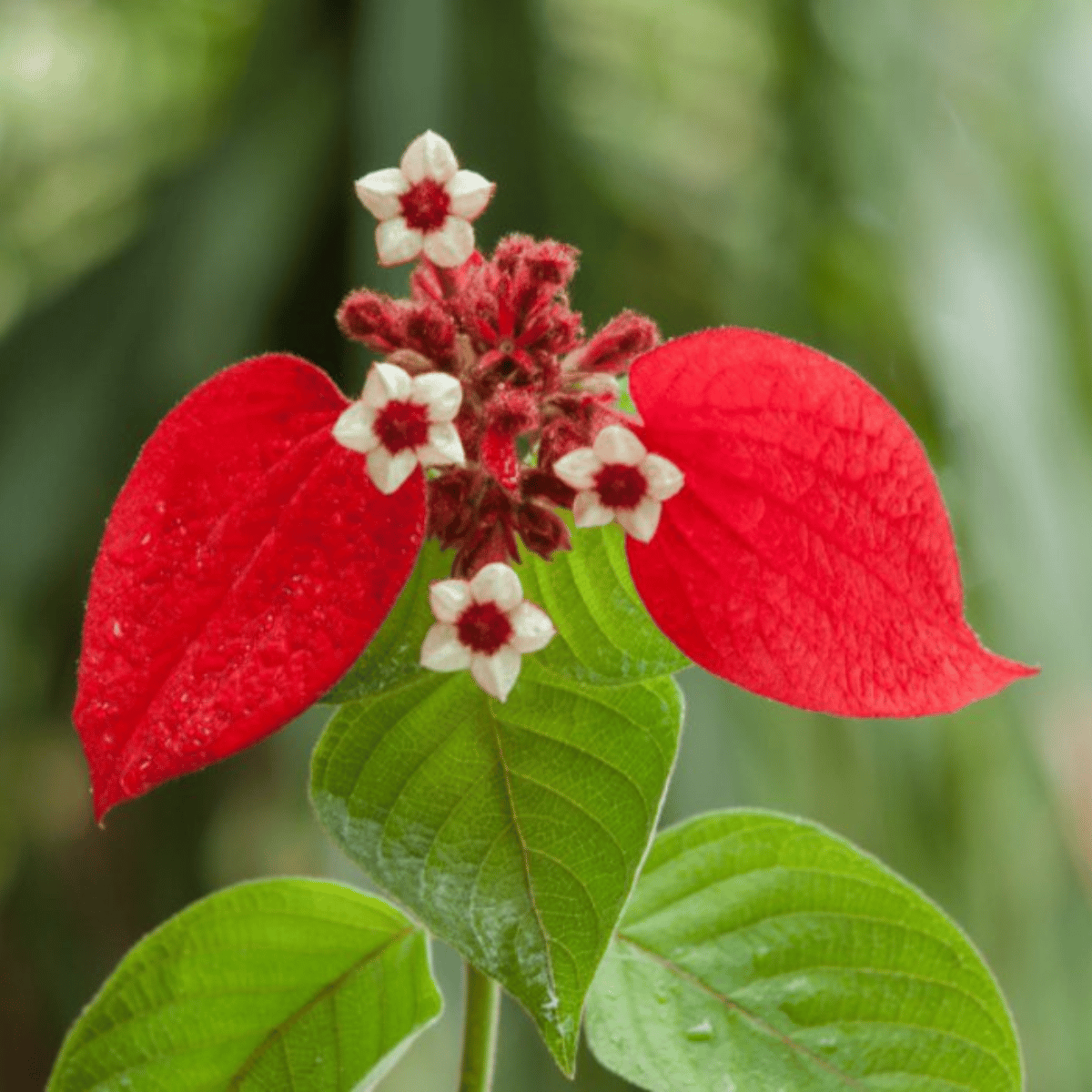 Red Mussaenda Flower Plant