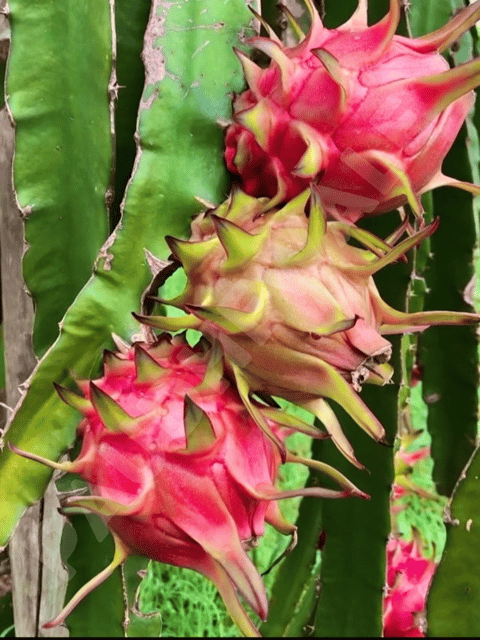 C Variety Long Cutting  Dragon Fruit Plant - 1 Foot