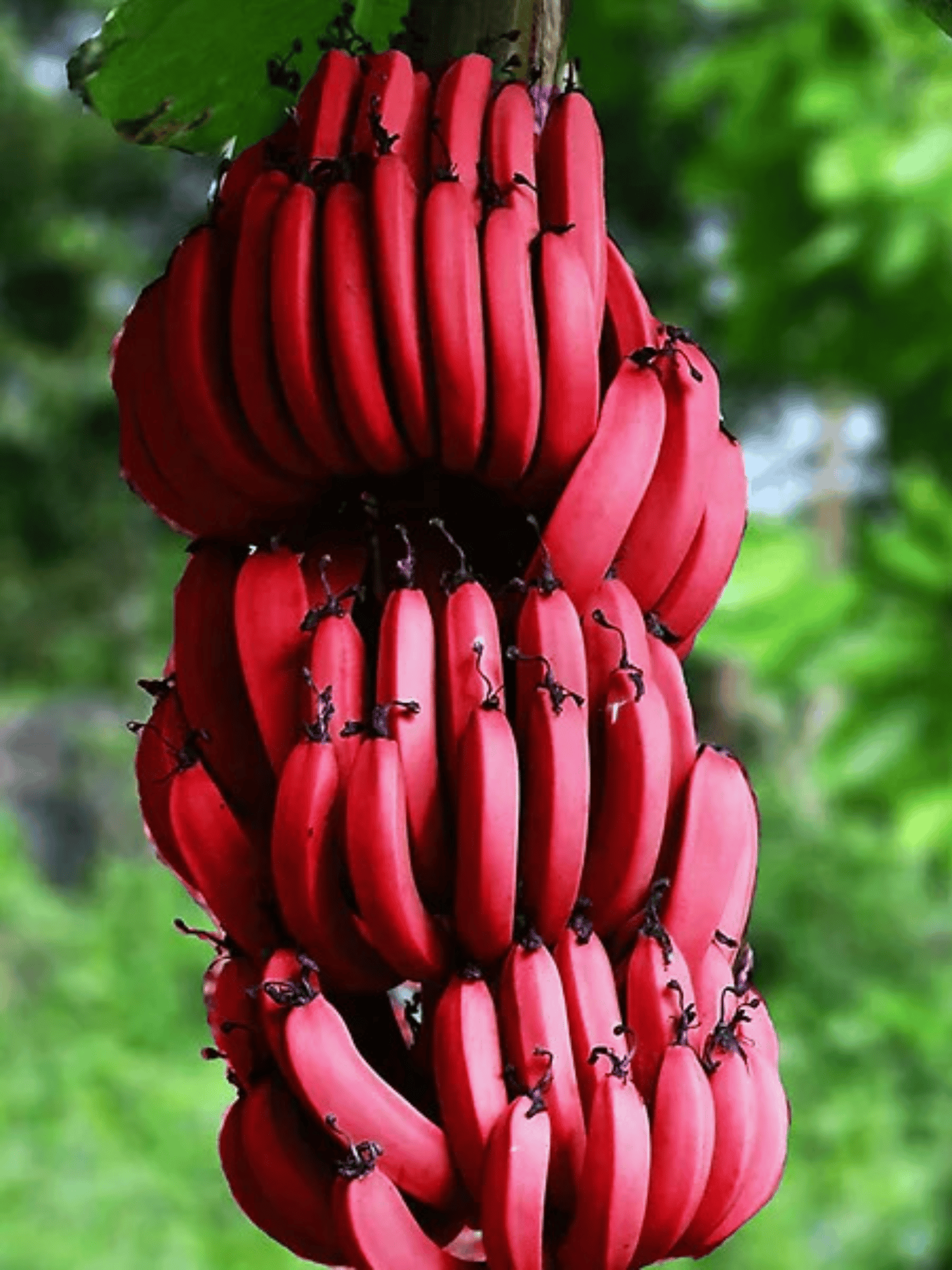 Rare Musa Red Banana Fruit Healthy Live plant & Tree-(Grafted)