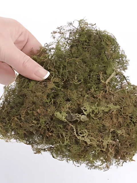 Sphagnum Moss 450g  | Ideal for Plants, Orchids, Kokedama & Terrarium