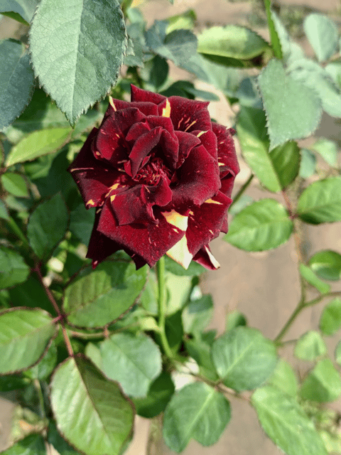 Abra-Dabra English Rose Flower Plant (Grafted)