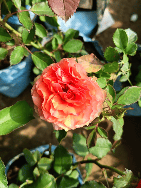 David English Rose Flower Plant (Orange) - Grafted