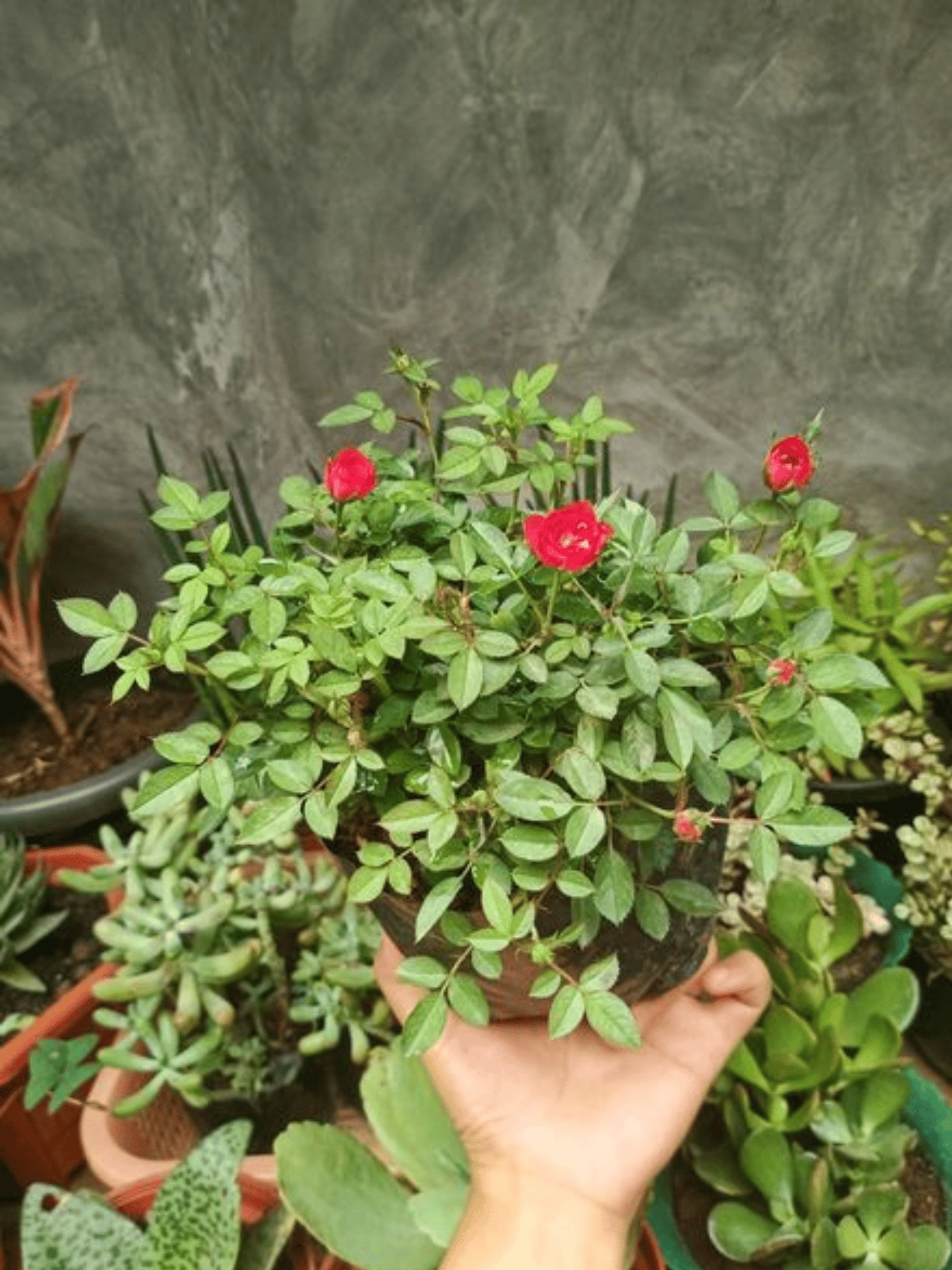 Mini Rose Flower Plant (Grafted)