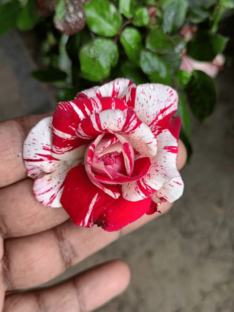 Abracadabra Rose Plant |  White Blood Rose Plant - Grafted