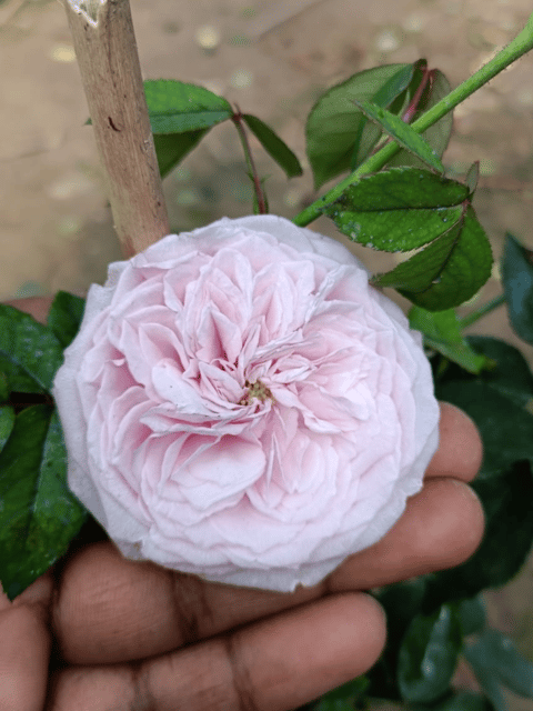 David Austin English Rose Plants (Pale Pink) - Grafted