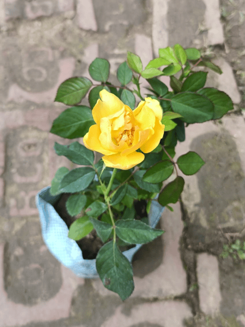 Yellow Rose Plant - Grafted