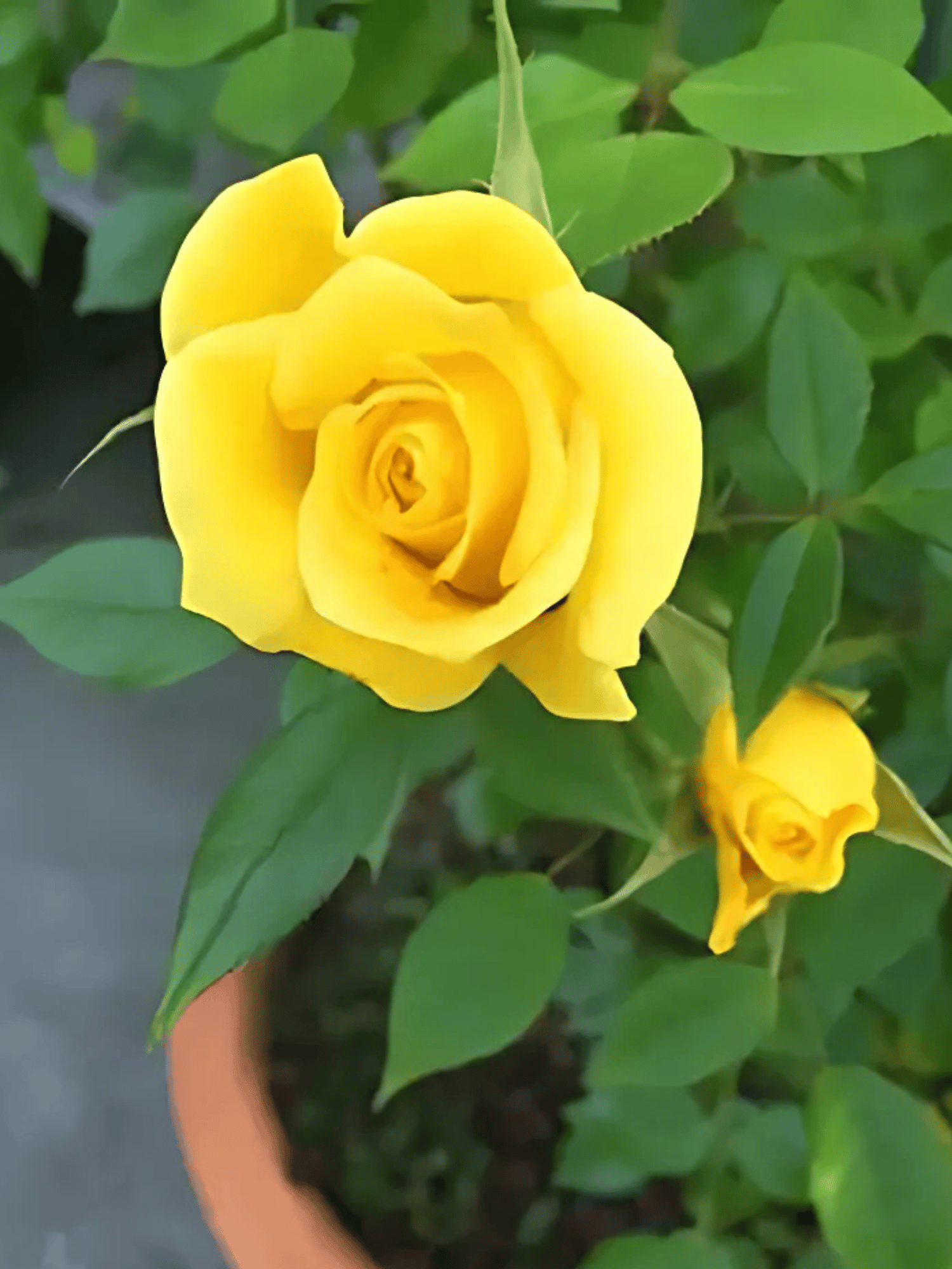 Yellow Rose Plant - Grafted