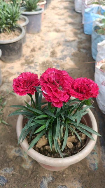 Carnation Red Flower Plant