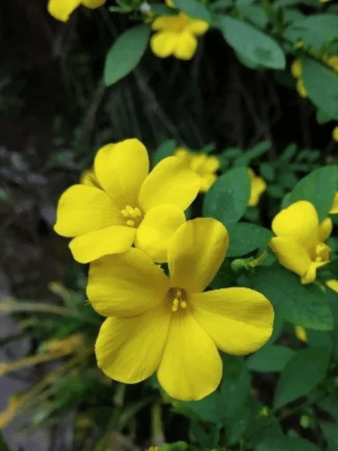 Yellow December Flower (Reinwardtia indica) Flowering Live Plant