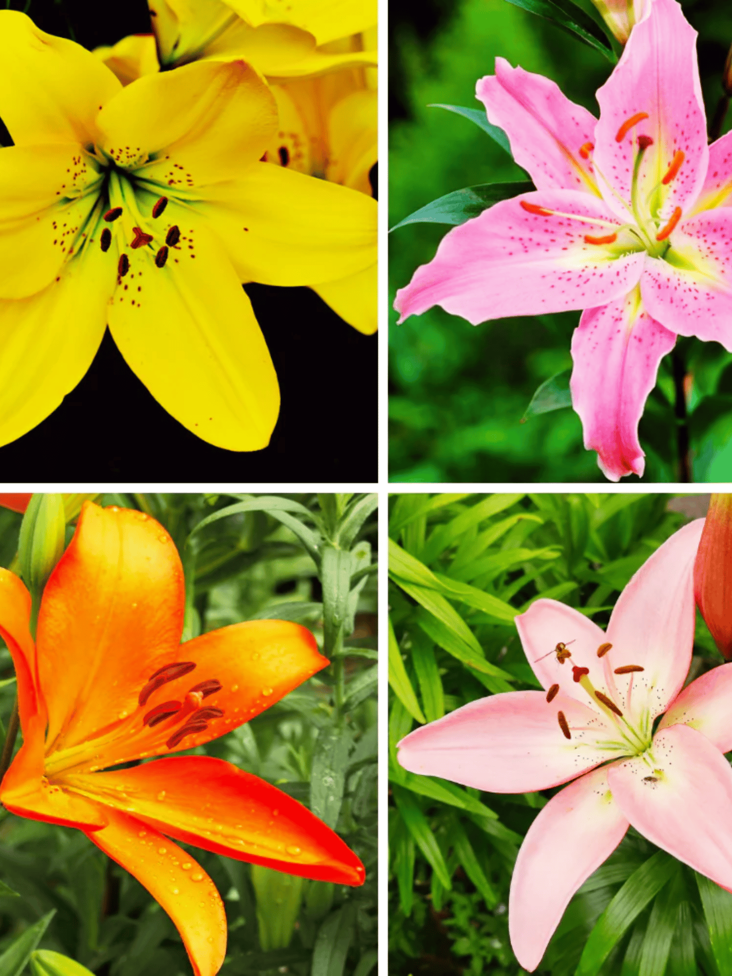 Asiatic Lily Lilium Flower Plant (Any Colour)