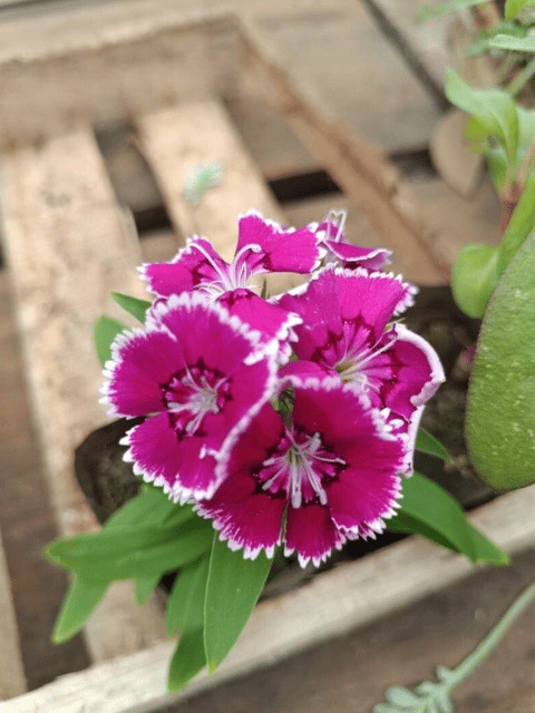 Carnation Flower Rare Live Plant