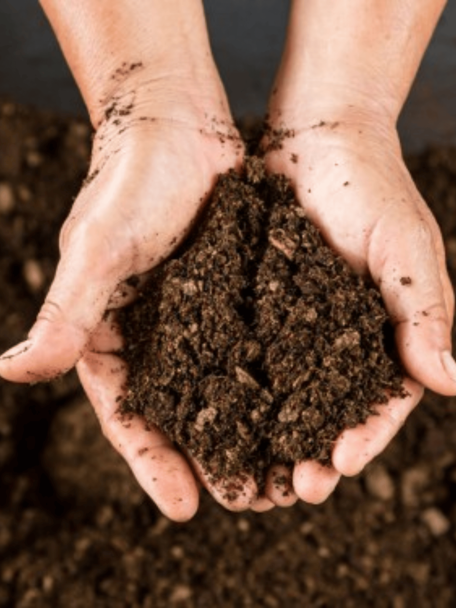 Peat Moss - 1 KG | Ideal for Indoor & Outdoor Plants, Hydroponics, and Seed Germination