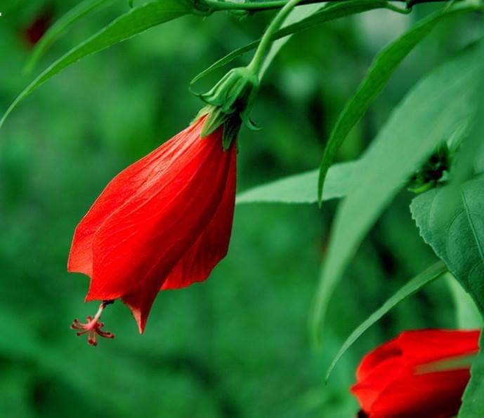 Miniature Sleeping Hibiscus Red (Malvaviscus Arboreus Flower Plant)