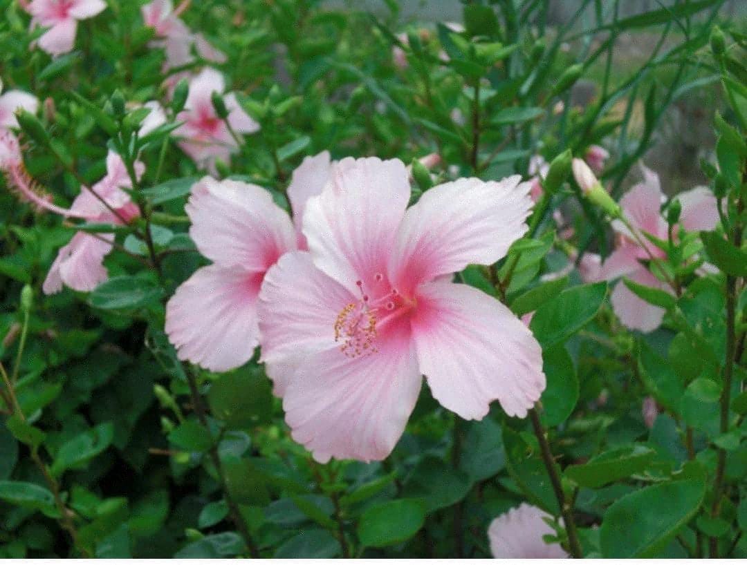 Hibiscus Rosa Sinensis Flower Plant