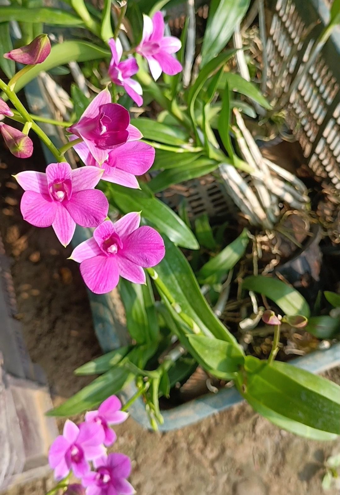 Dendrobium Orchid Flower Plant (Pink)