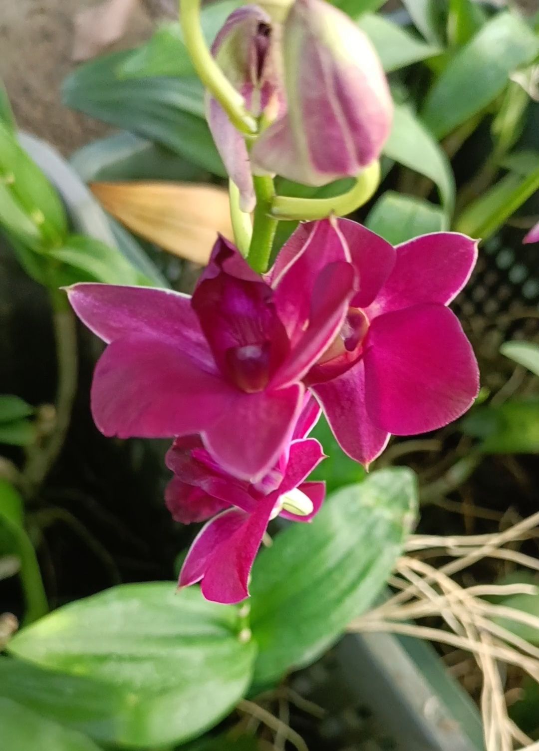 Dendrobium Orchid Flower plant (Red)