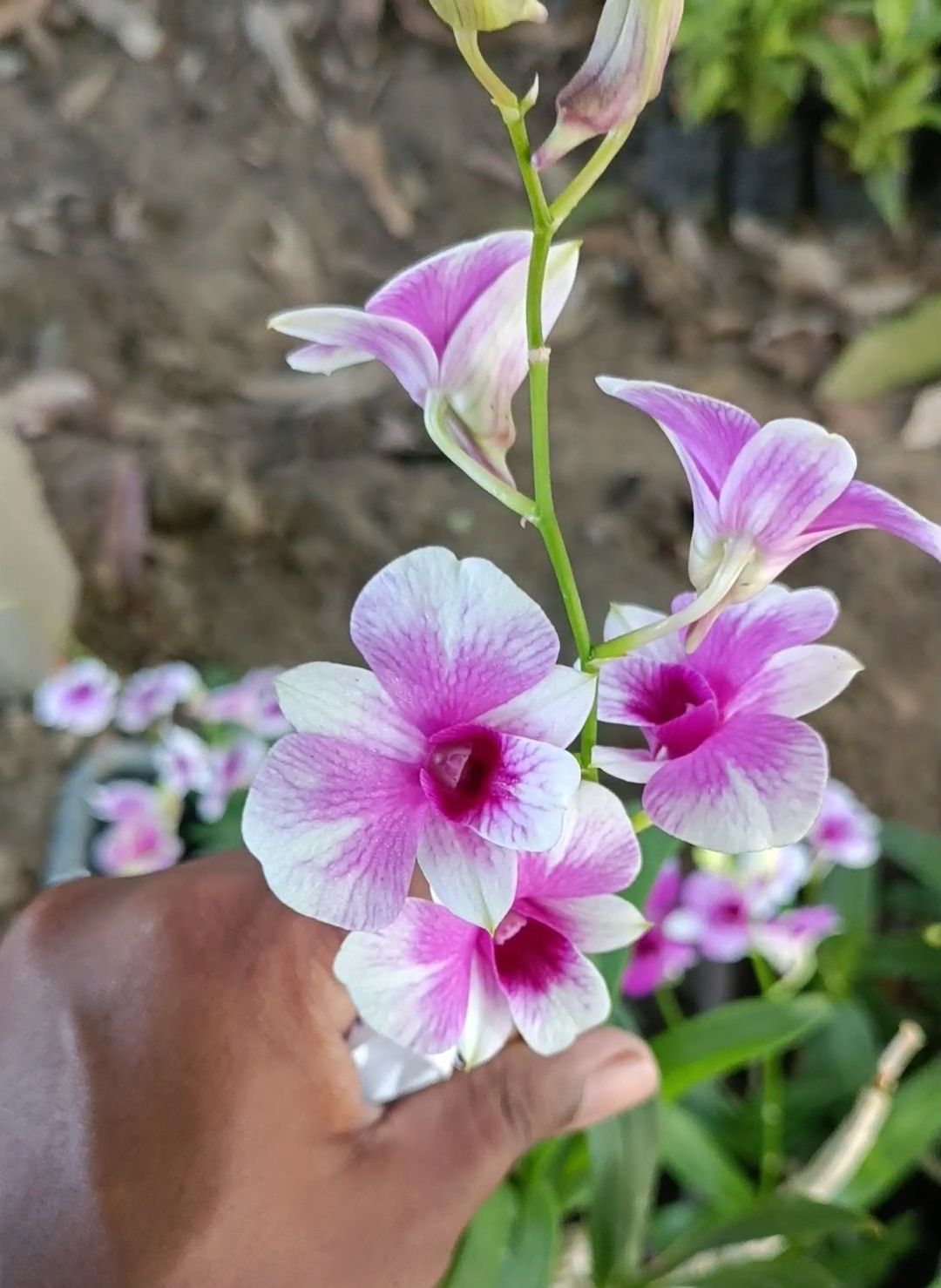 Dendrobium Orchid Flower live plant