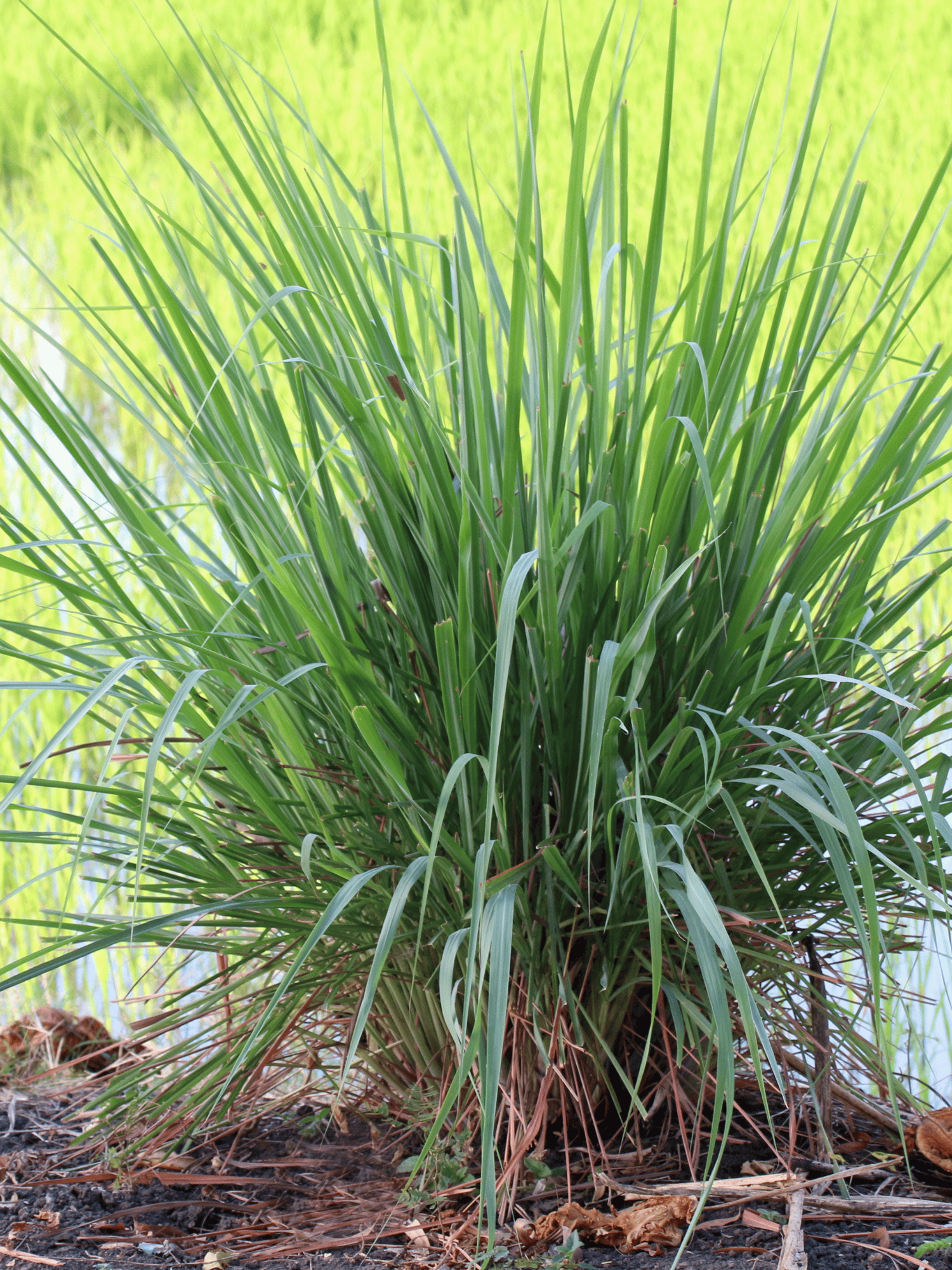 Lemon Grass Plant (Cymbopogon Citratus)