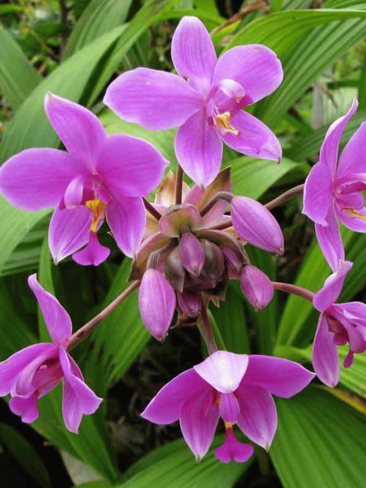 Spathoglottis Plicata Orchid Flower Plant