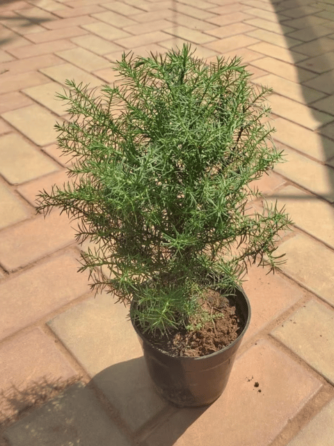 Asparagus Densiflorus Plant