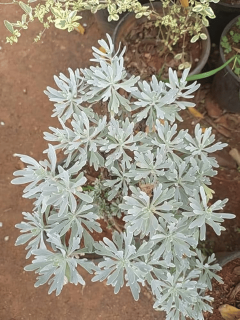 White Lavender Live Plant