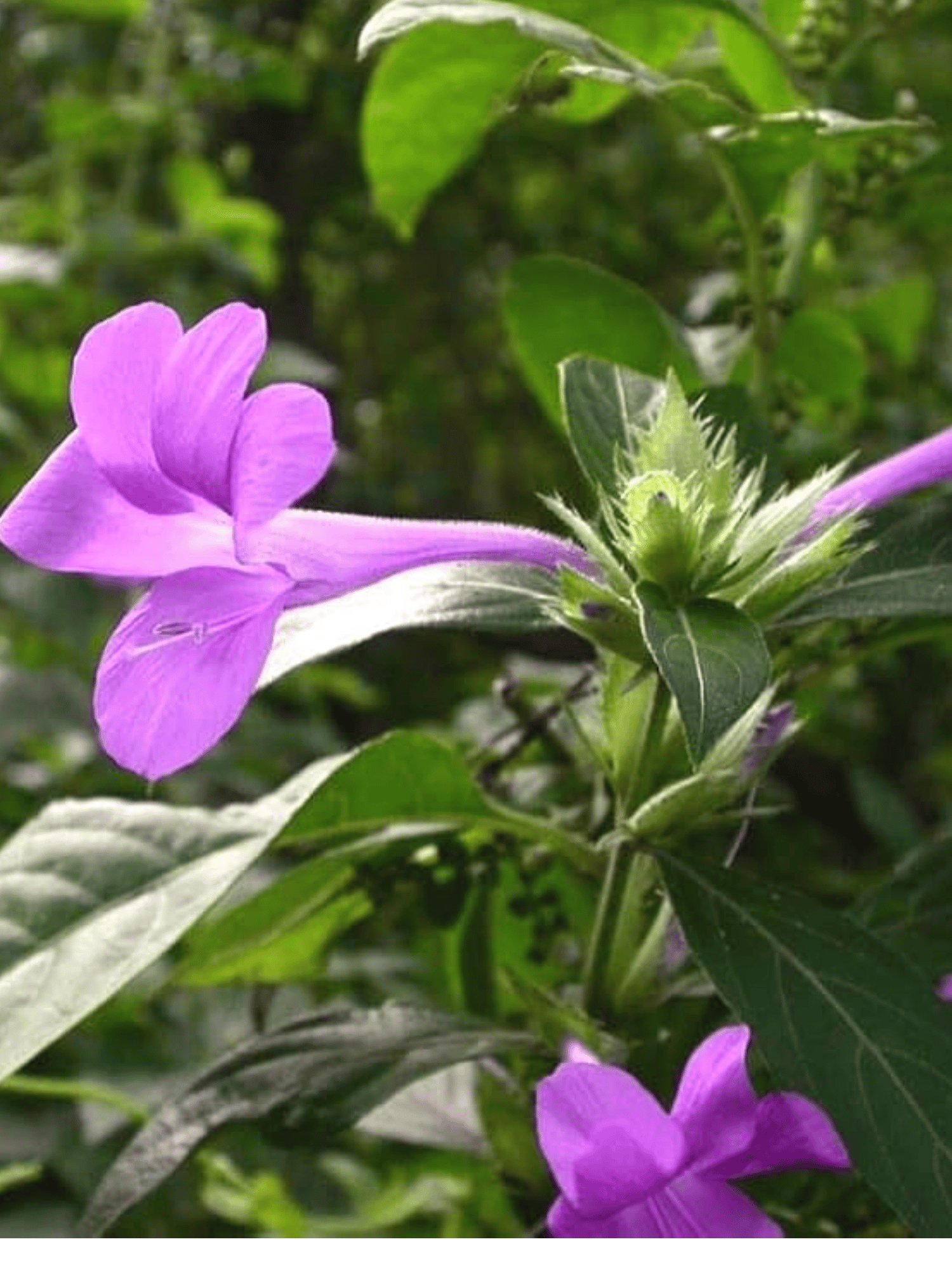 December Poo - Barleria Cristata Flower Plant (Blue)