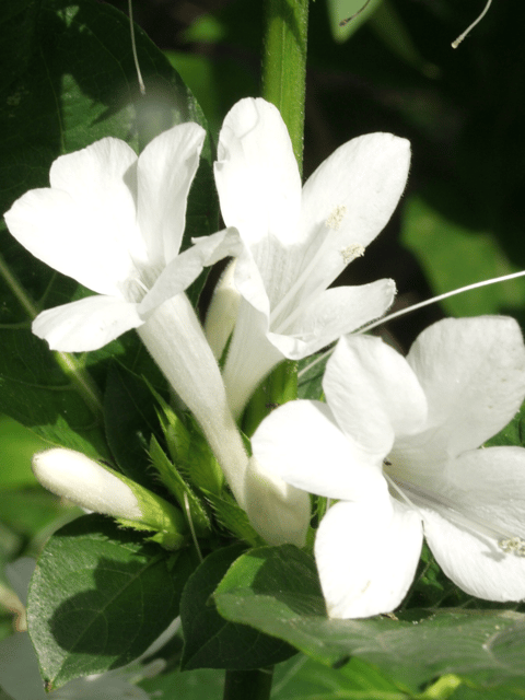 Barleria Cristata Flower Plant (white)