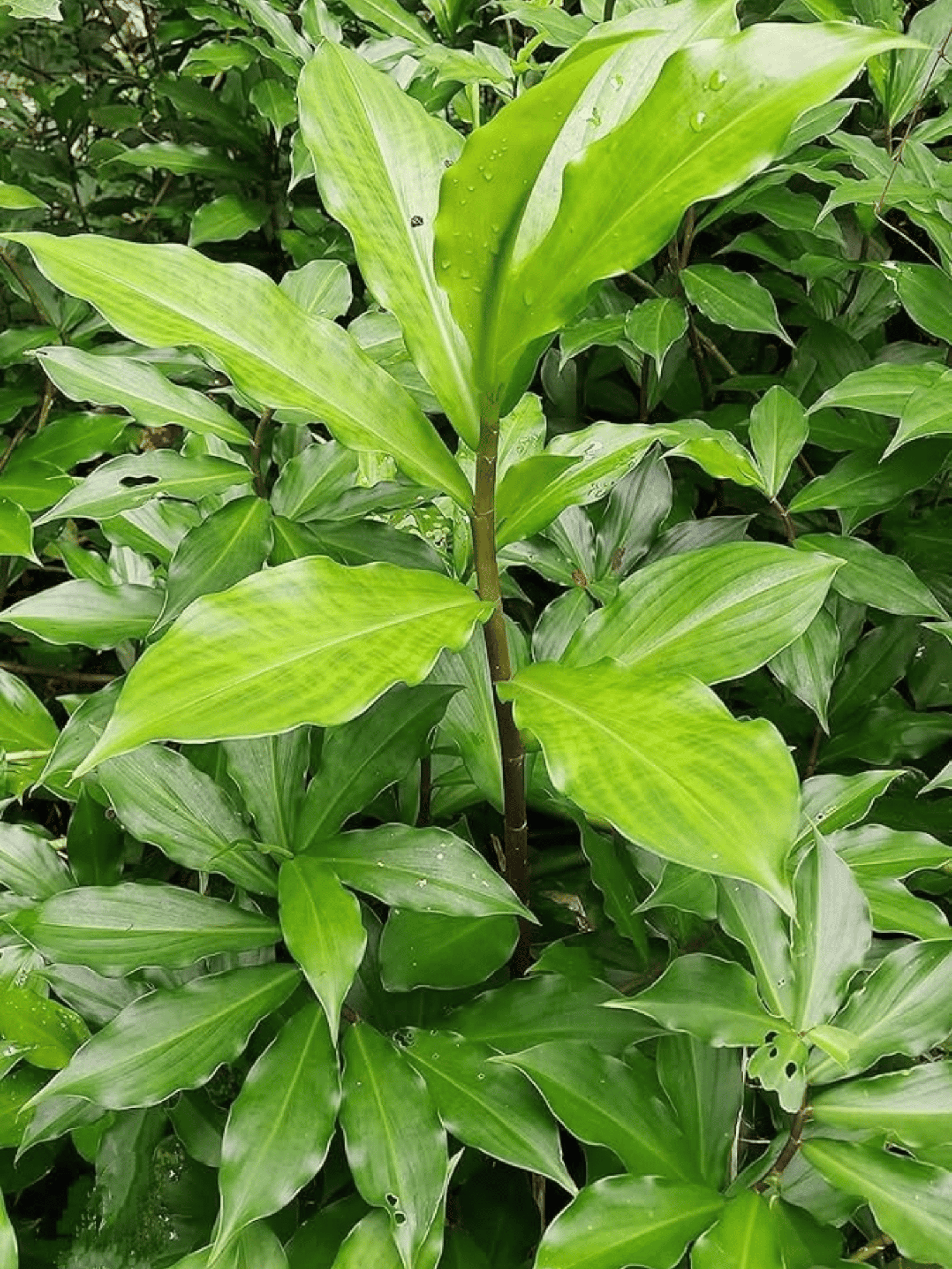 Insulin Plant Rhizomes / Costus igneus Live Plant