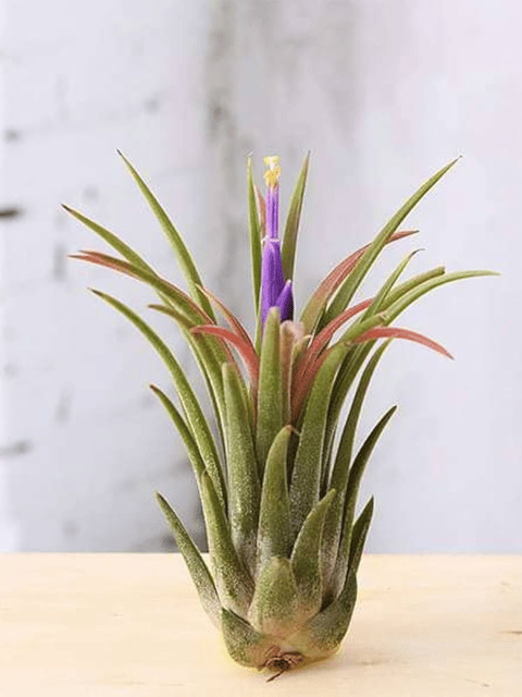 Tillandsia Lonantha Live Air Plant