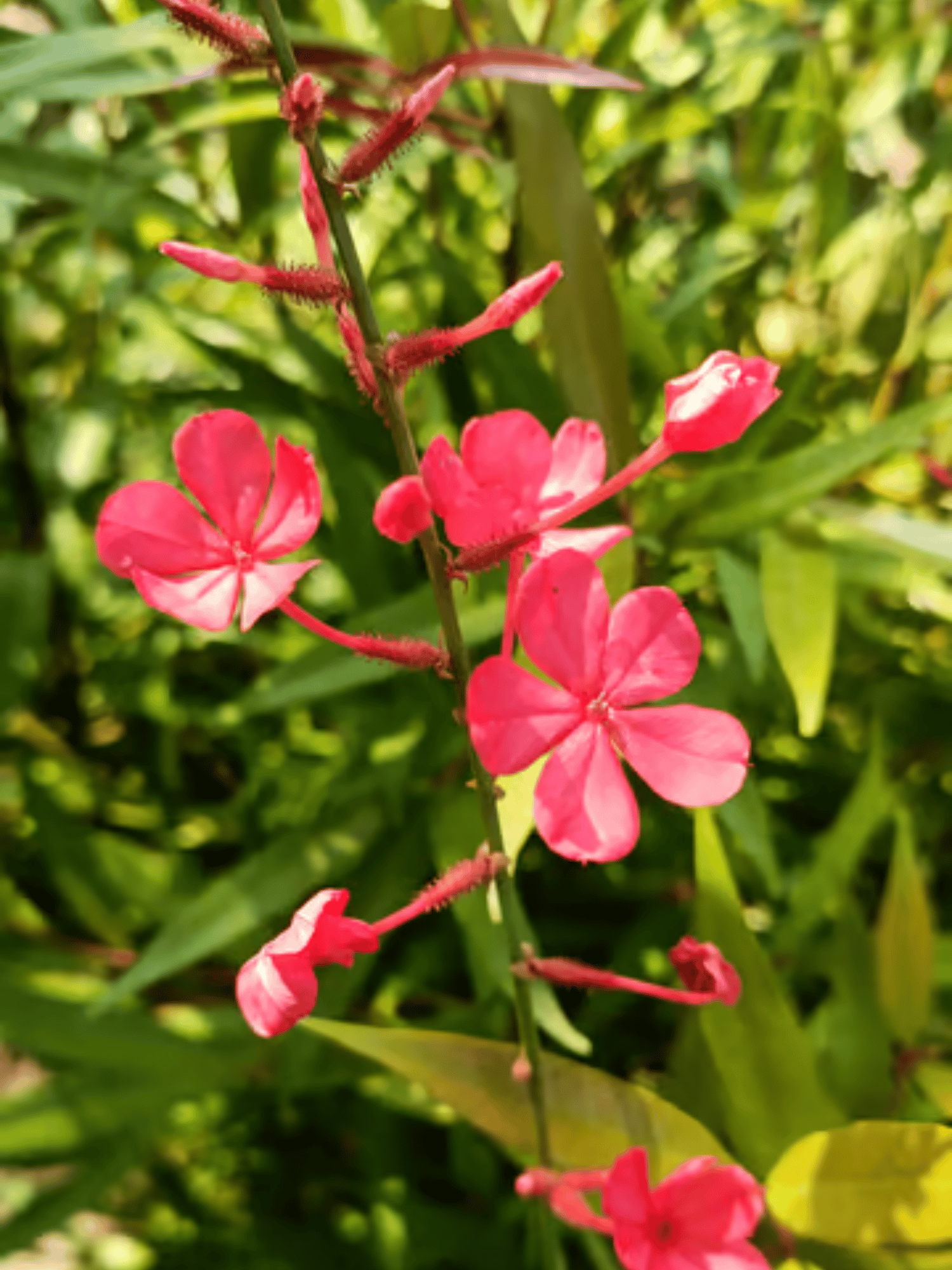 Chethi Koduveli (Plumbago Red) / Lal Chitrak Flowering Live Plant