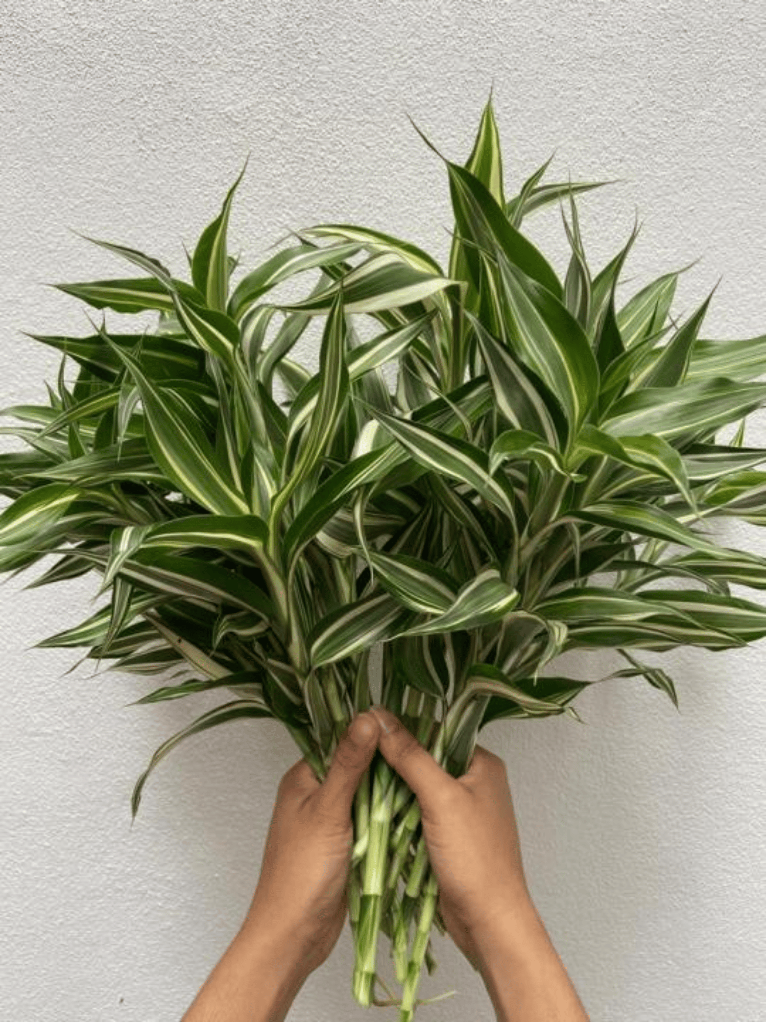 Variegated Lucky Bamboo Plant Ornamental Live Plant