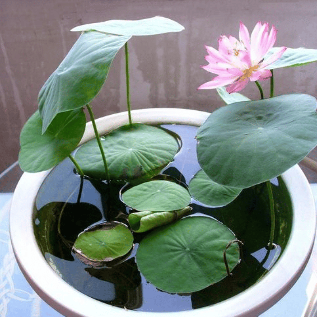 Lotus Flowers Seeds (Pack Of 10 Seeds)