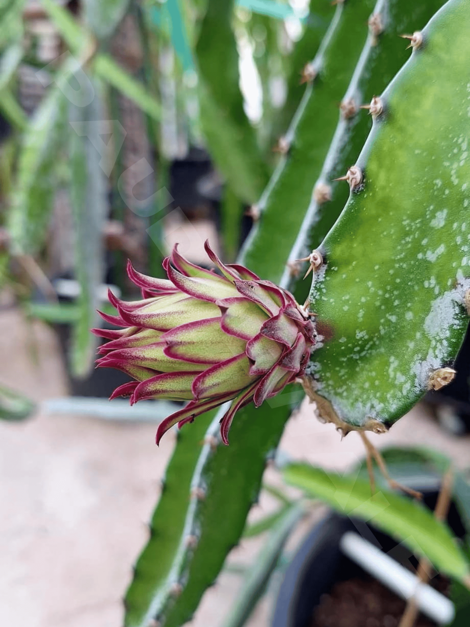 Godzilla Dragon Fruit Plant | Dragon Tree (Rooted )