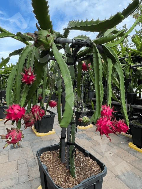 Red Jaina Dragon Fruit Plant | Dragon Tree (Rooted)