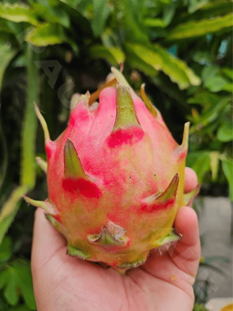 Rainbow Dragon Fruit Plant | Dragon Tree (Rooted)