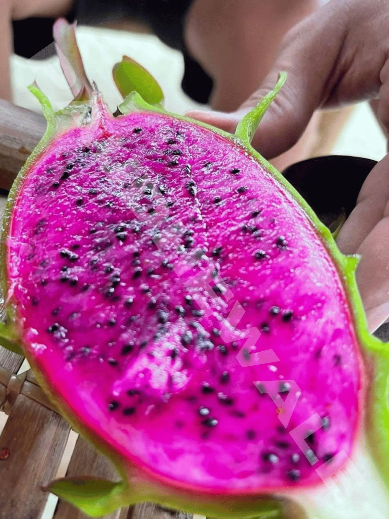 AX Variety Dragon Fruit Plant | Hybrid Dragon Tree (Rooted)