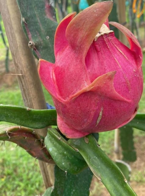 Rare Grafted Chimera Dragon Fruit Plant | Chimera Dragon Tree