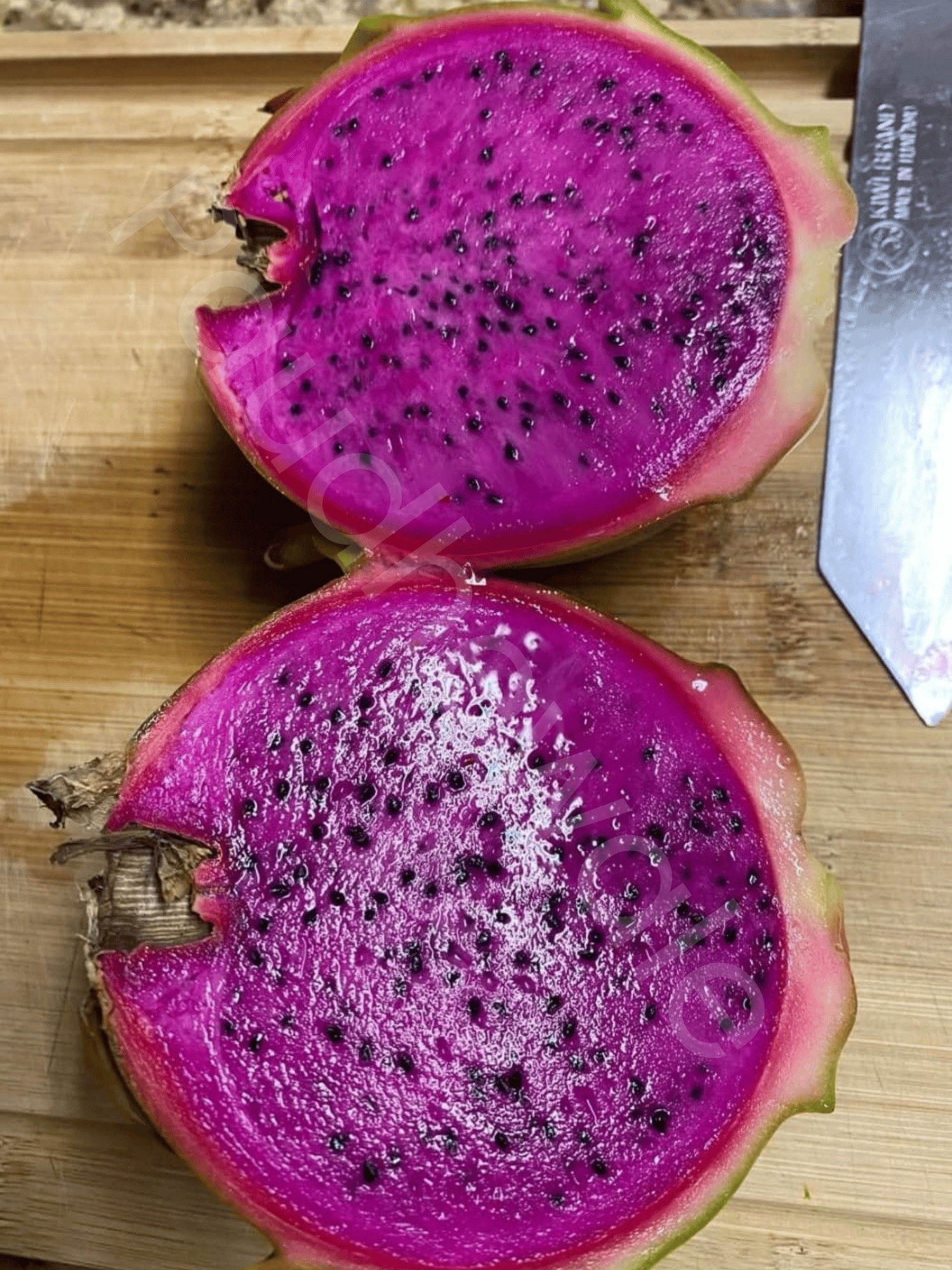 Purple Haze Dragon Fruit Plant Cutting