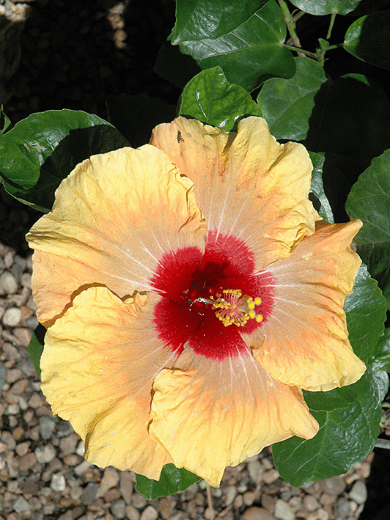 Pune Variety Golden Hibiscus Flower Plant