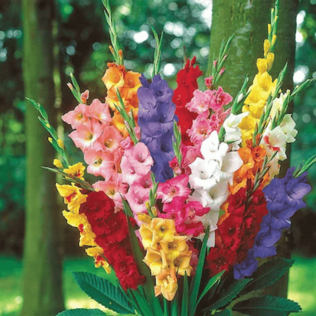 Gladiolus Flowering Bulbs (Hybrid Multicolor, 10 Bulbs)