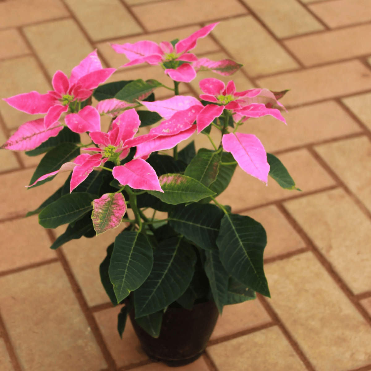 Poinsettia / Christmas Pink Flower Plant (Pot Not Included)