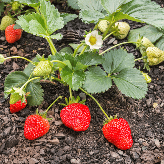 Strawberry Fruit Live Plant