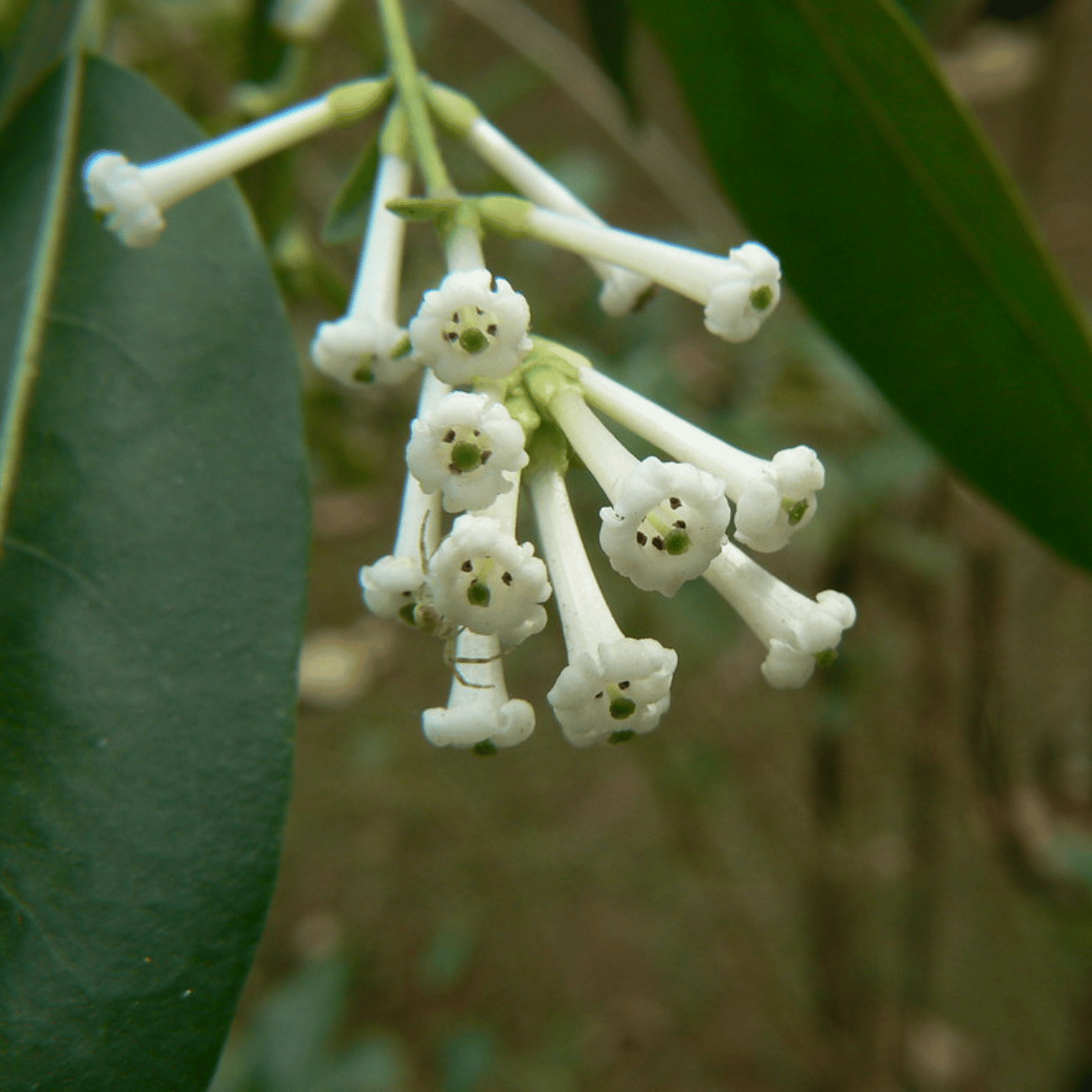 Din Ka Raja /Day-Blooming Jasmine (Cestrum Diurnum) Live Plant