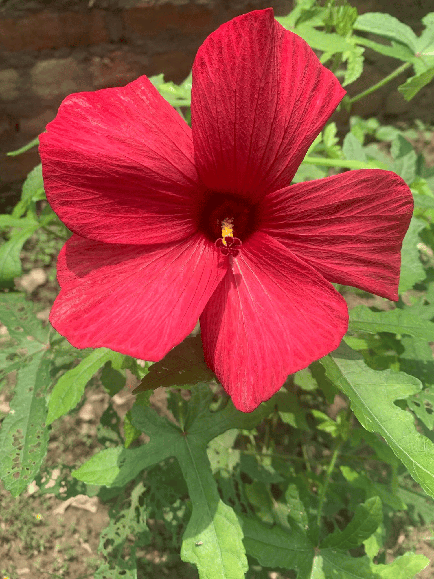 Red Swamp Rose Mallow Hibiscus/ Bhindi Hibiscus Plant