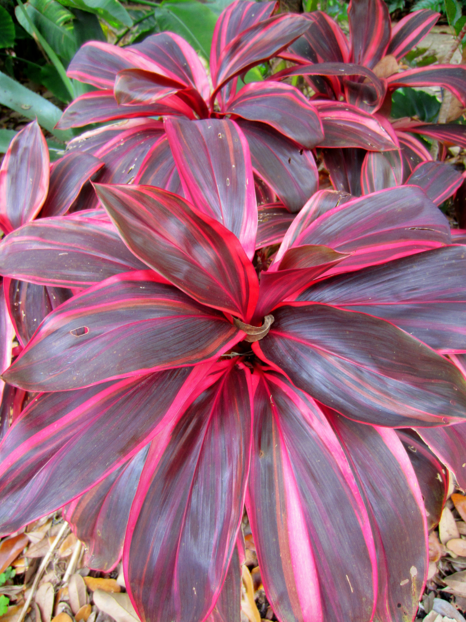 Cordyline Fruticosa Electra Ti Live Plant