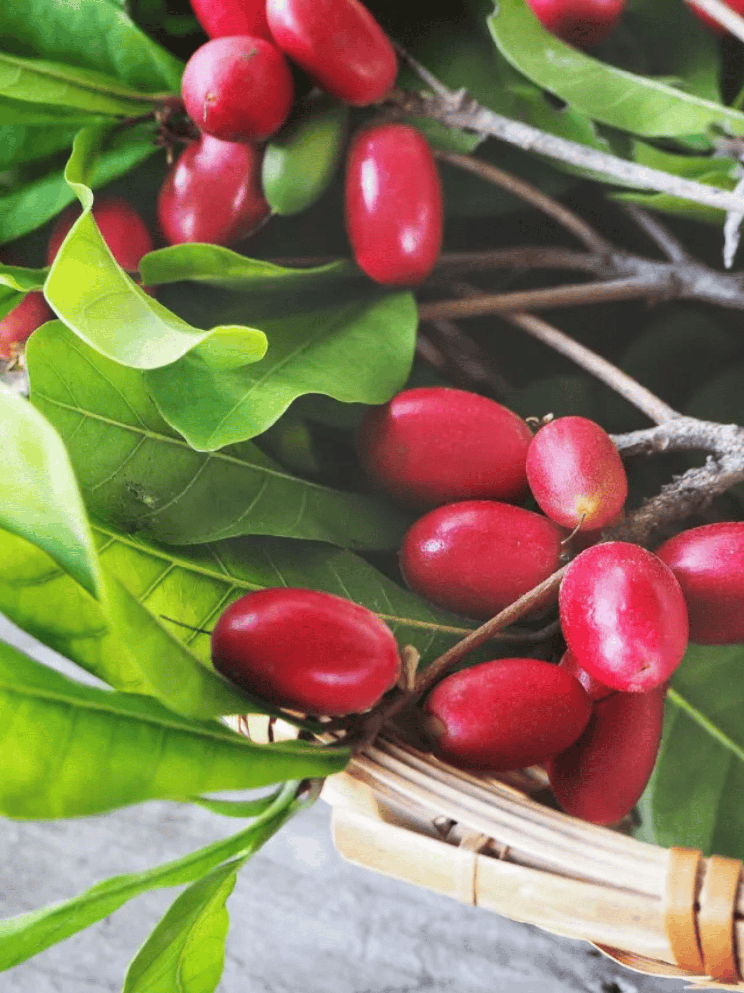 Miracle Fruit Plant (Synsepalum dulcificum) - Grafted