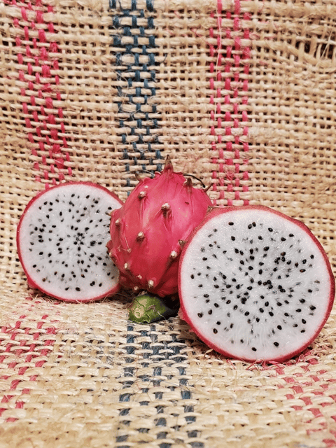 Thick King Dragon Fruit Plant (Selenicereus setaceus)